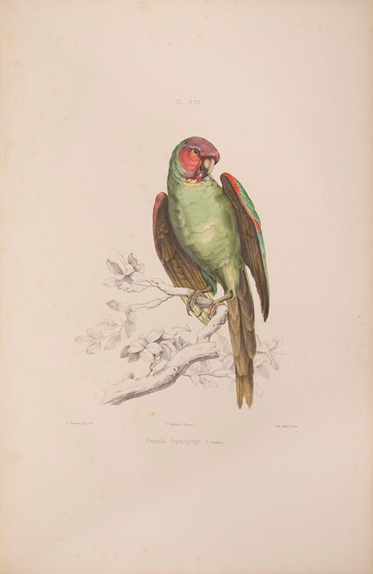 Souancé's Perroquets is one of the three great French parrot books