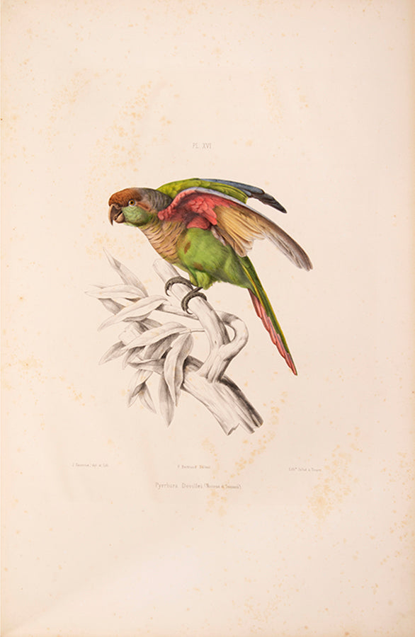 Souancé's Perroquets is one of the three great French parrot books