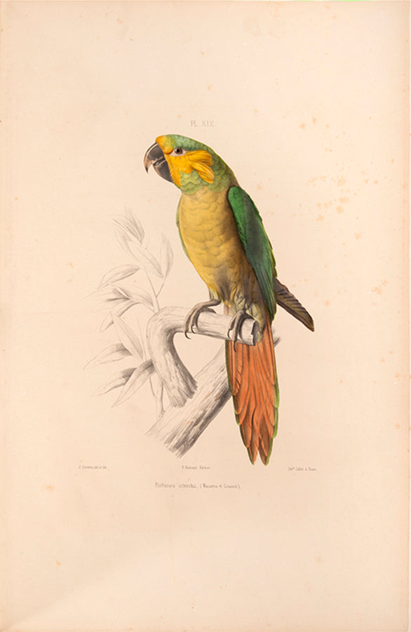 Souancé's Perroquets is one of the three great French parrot books