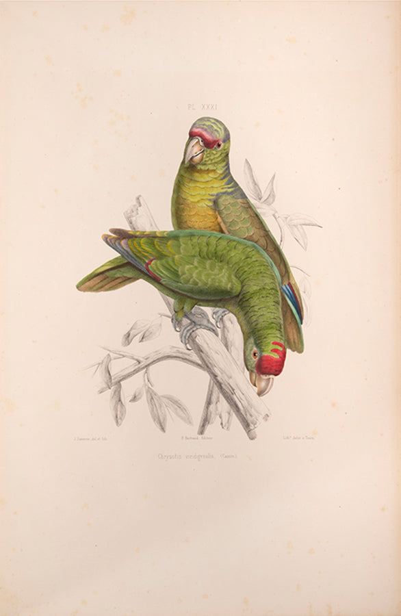 Souancé's Perroquets is one of the three great French parrot books