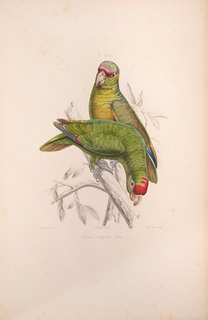 Souancé's Perroquets is one of the three great French parrot books