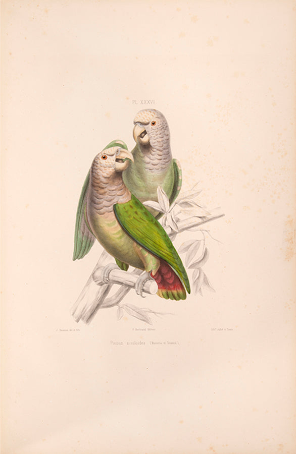 Souancé's Perroquets is one of the three great French parrot books