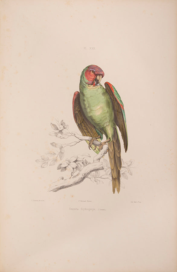 Souancé's Perroquets is one of the three great French parrot books