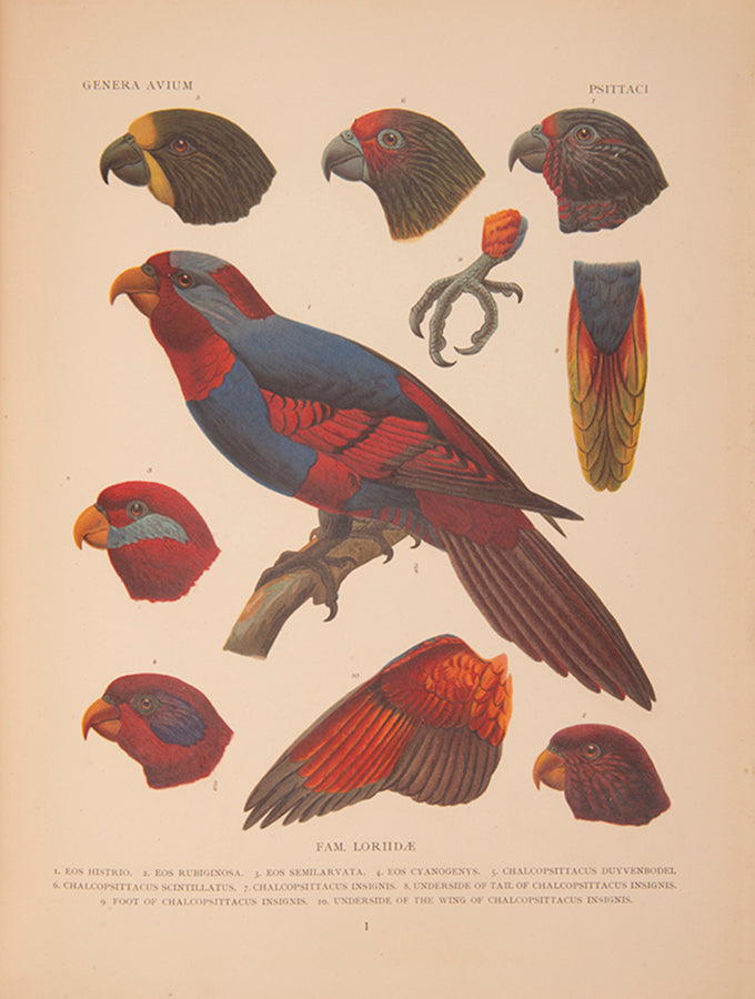Wytsman's Genera Avium was to describe all avian groups but his death brought an end to the project.
