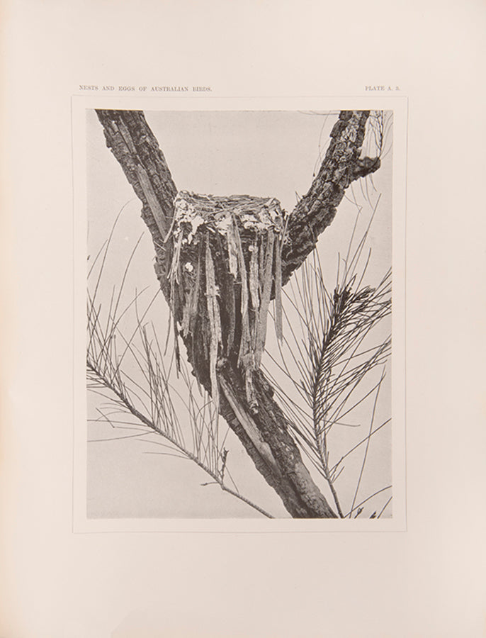 The enlarged second edition of North's comprehensive survey of the birds' nests and eggs of Australia and Tasmania, in the original printed wrappers.