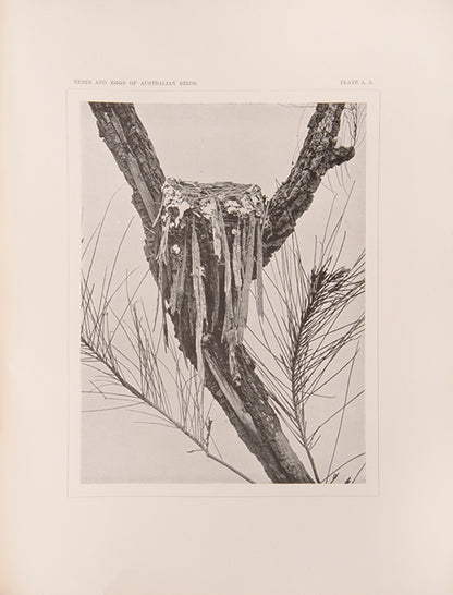 The enlarged second edition of North's comprehensive survey of the birds' nests and eggs of Australia and Tasmania, in the original printed wrappers.