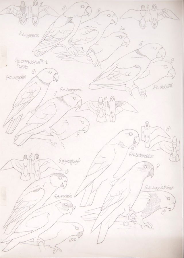 The original artwork and manuscript notes from Forshaw's Parrots of the World, featuring 123 watercolours by the illustrator Frank Knight.