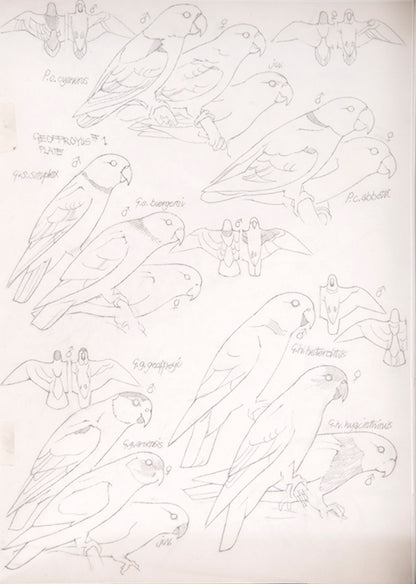 The original artwork and manuscript notes from Forshaw's Parrots of the World, featuring 123 watercolours by the illustrator Frank Knight.