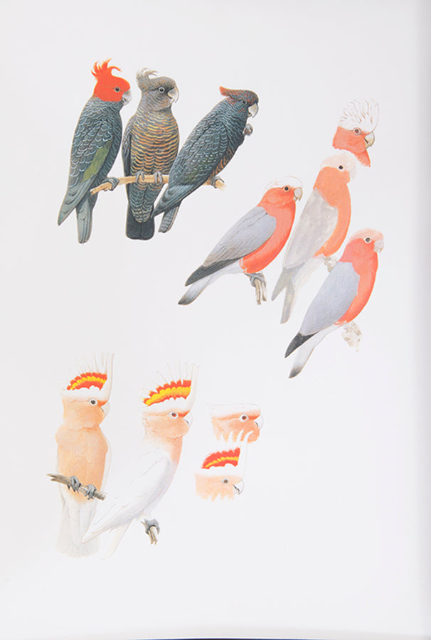 The original artwork and manuscript notes from Forshaw's Parrots of the World, featuring 123 watercolours by the illustrator Frank Knight.