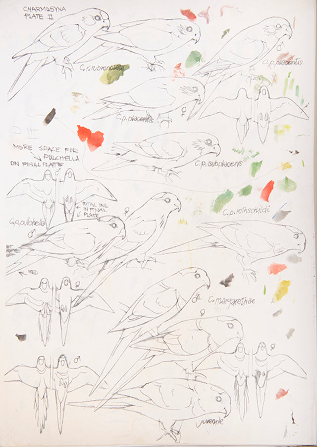 The original artwork and manuscript notes from Forshaw's Parrots of the World, featuring 123 watercolours by the illustrator Frank Knight.