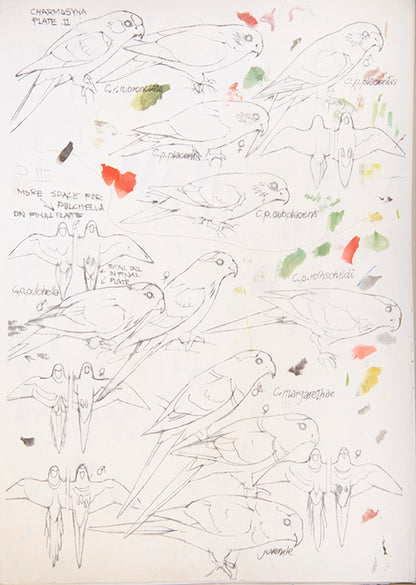 The original artwork and manuscript notes from Forshaw's Parrots of the World, featuring 123 watercolours by the illustrator Frank Knight.