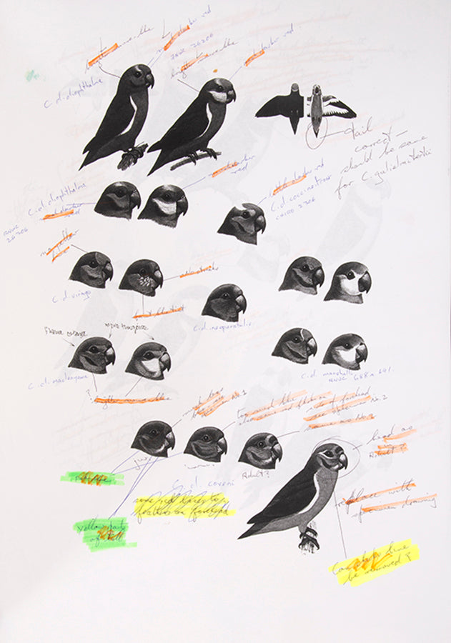The original artwork and manuscript notes from Forshaw's Parrots of the World, featuring 123 watercolours by the illustrator Frank Knight.