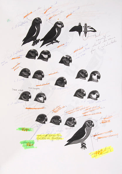 The original artwork and manuscript notes from Forshaw's Parrots of the World, featuring 123 watercolours by the illustrator Frank Knight.
