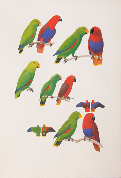 The original artwork and manuscript notes from Forshaw's Parrots of the World, featuring 123 watercolours by the illustrator Frank Knight.