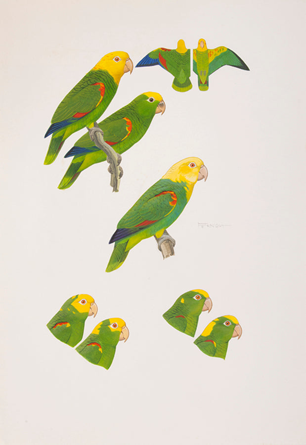 The original artwork and manuscript notes from Forshaw's Parrots of the World, featuring 123 watercolours by the illustrator Frank Knight.