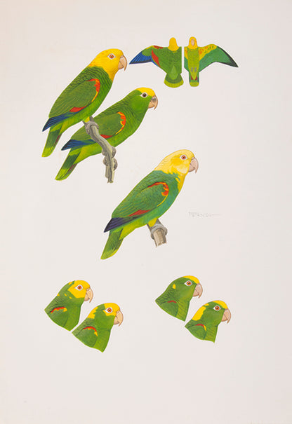 The original artwork and manuscript notes from Forshaw's Parrots of the World, featuring 123 watercolours by the illustrator Frank Knight.