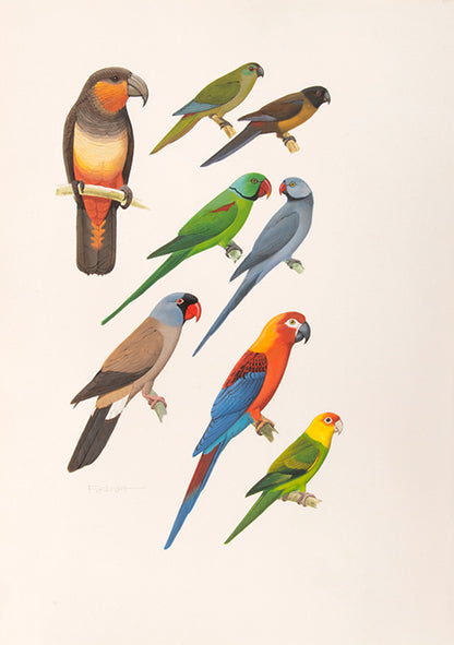 The original artwork and manuscript notes from Forshaw's Parrots of the World, featuring 123 watercolours by the illustrator Frank Knight.