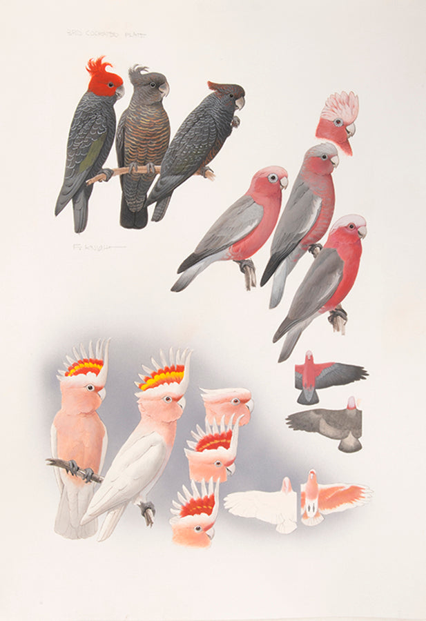 The original artwork and manuscript notes from Forshaw's Parrots of the World, featuring 123 watercolours by the illustrator Frank Knight.