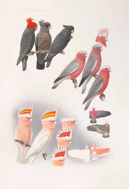 The original artwork and manuscript notes from Forshaw's Parrots of the World, featuring 123 watercolours by the illustrator Frank Knight.