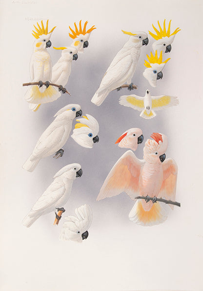 The original artwork and manuscript notes from Forshaw's Parrots of the World, featuring 123 watercolours by the illustrator Frank Knight.