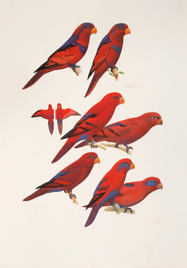 The original artwork and manuscript notes from Forshaw's Parrots of the World, featuring 123 watercolours by the illustrator Frank Knight.