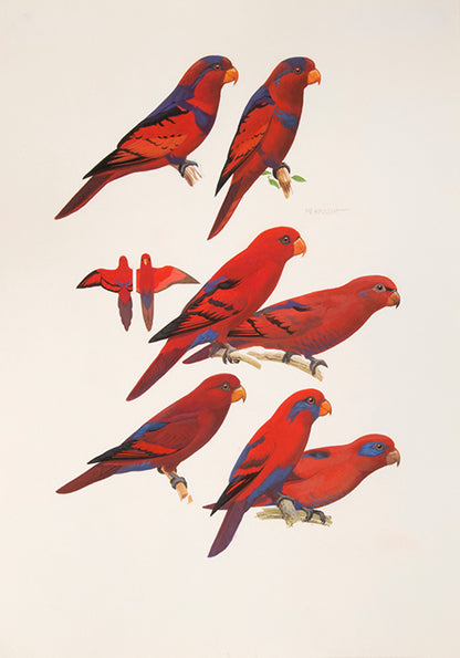 The original artwork and manuscript notes from Forshaw's Parrots of the World, featuring 123 watercolours by the illustrator Frank Knight.