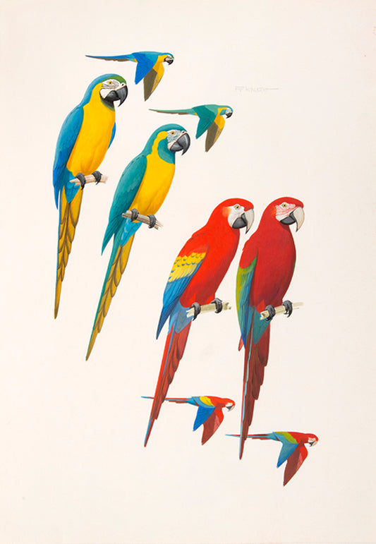 The original artwork and manuscript notes from Forshaw's Parrots of the World, featuring 123 watercolours by the illustrator Frank Knight.