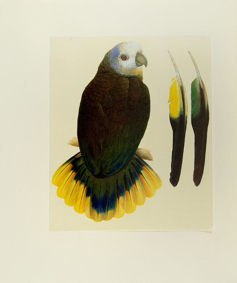 A signed limited edition copy of Elizabeth Butterworth's Amazon Parrots, illustrated with 28 colourplates and an original watercolour, bound in publisher's crushed red morocco.