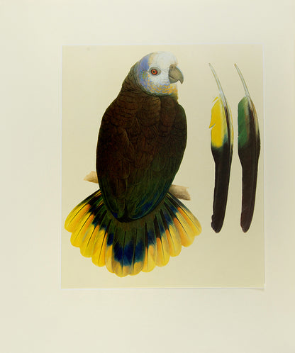 A signed limited edition copy of Elizabeth Butterworth's Amazon Parrots, illustrated with 28 colourplates and an original watercolour, bound in publisher's crushed red morocco.