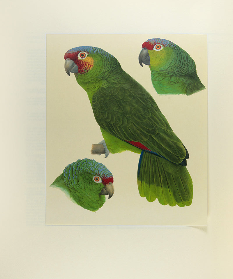 A signed limited edition copy of Elizabeth Butterworth's Amazon Parrots, illustrated with 28 colourplates and an original watercolour, bound in publisher's crushed red morocco.