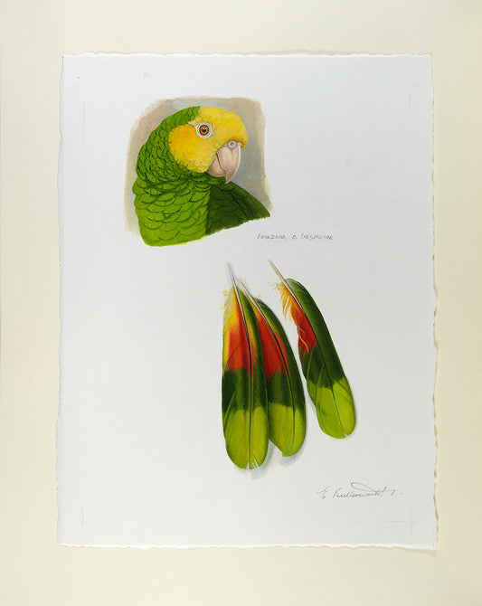 A signed limited edition copy of Elizabeth Butterworth's Amazon Parrots, illustrated with 28 colourplates and an original watercolour, bound in publisher's crushed red morocco.