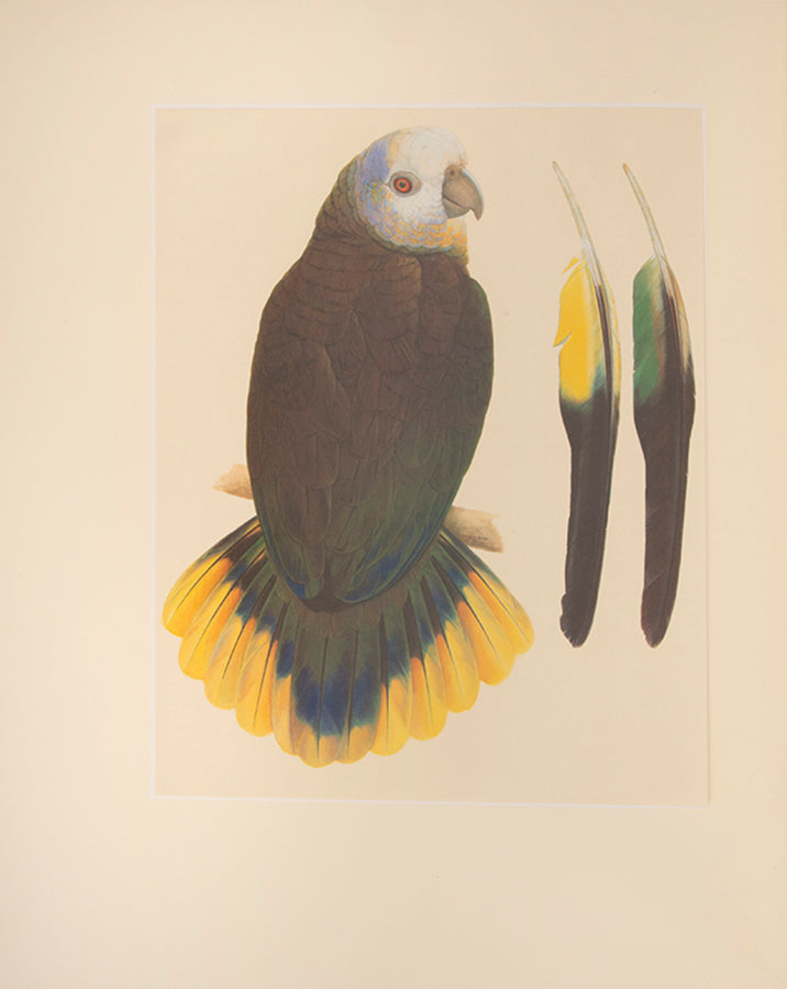 A signed limited edition issue of Elizabeth Butterworth's Amazon Parrots, illustrated with 28 colourplates on Mellotex paper.