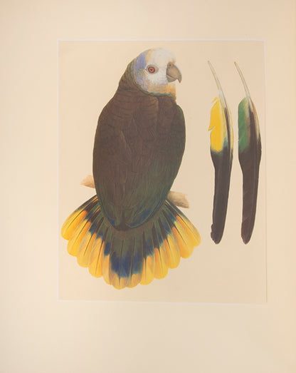 A signed limited edition issue of Elizabeth Butterworth's Amazon Parrots, illustrated with 28 colourplates on Mellotex paper.