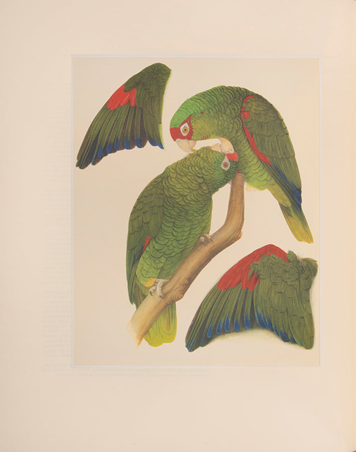 A signed limited edition issue of Elizabeth Butterworth's Amazon Parrots, illustrated with 28 colourplates on Mellotex paper.