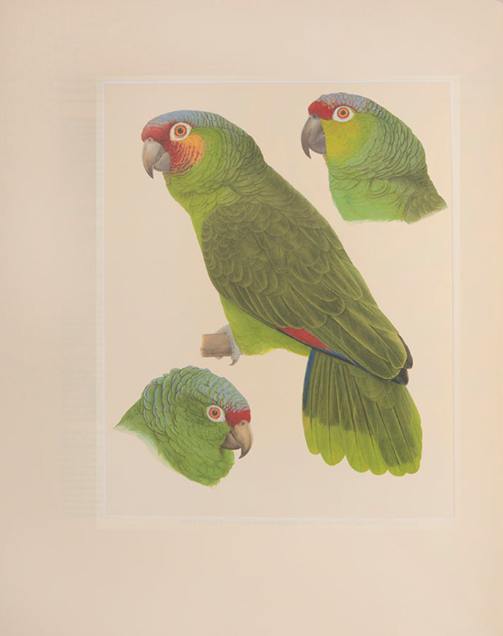 A signed limited edition issue of Elizabeth Butterworth's Amazon Parrots, illustrated with 28 colourplates on Mellotex paper.