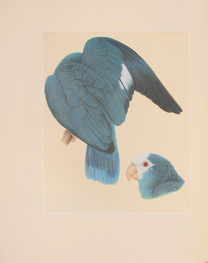 A signed limited edition issue of Elizabeth Butterworth's Amazon Parrots, illustrated with 28 colourplates on Mellotex paper.
