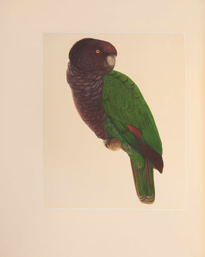 A signed limited edition issue of Elizabeth Butterworth's Amazon Parrots, illustrated with 28 colourplates on Mellotex paper.