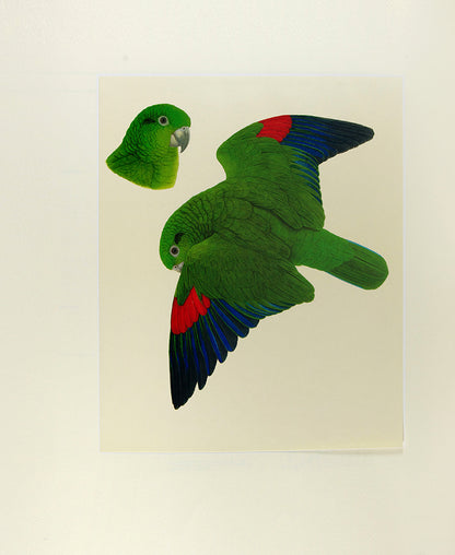 A signed limited edition issue of Elizabeth Butterworth's Amazon Parrots, illustrated with 28 colourplates on Mellotex paper.