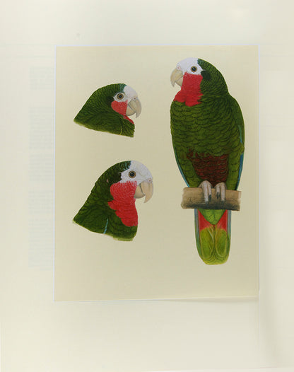 A signed limited edition issue of Elizabeth Butterworth's Amazon Parrots, illustrated with 28 colourplates on Mellotex paper.