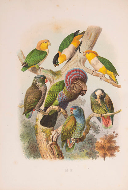 First edition of Vogelbilder aus Fernen Zonen by Anton Reichenow, with notes and illustrations of more than 250 different species.