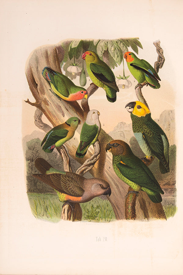 First edition of Vogelbilder aus Fernen Zonen by Anton Reichenow, with notes and illustrations of more than 250 different species.