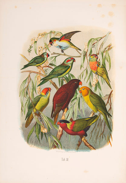 First edition of Vogelbilder aus Fernen Zonen by Anton Reichenow, with notes and illustrations of more than 250 different species.