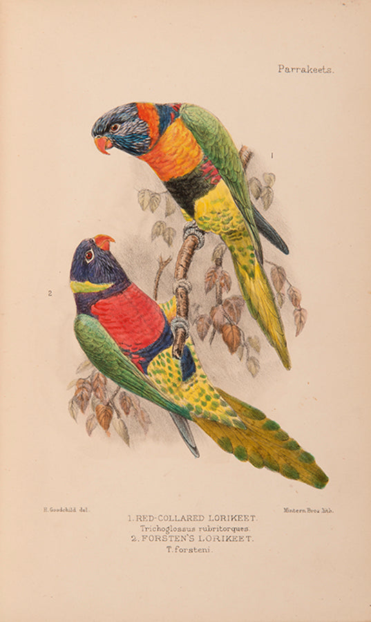 The first edition of Davd Seth-Smith monograph on Parakeets illustrated with 20 colour plates, 19 of which are hand-coloured.