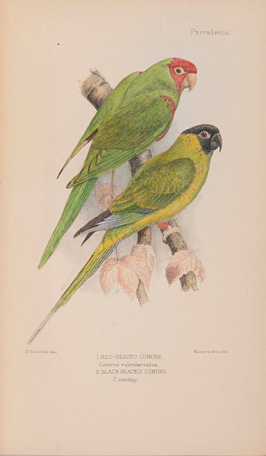 The first edition of Davd Seth-Smith monograph on Parakeets illustrated with 20 colour plates, 19 of which are hand-coloured.