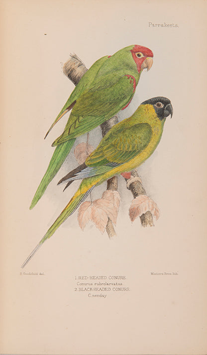 The first edition of Davd Seth-Smith monograph on Parakeets illustrated with 20 colour plates, 19 of which are hand-coloured.