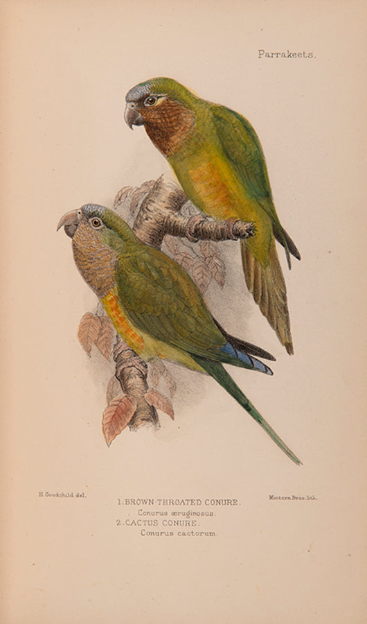 The first edition of Davd Seth-Smith monograph on Parakeets illustrated with 20 colour plates, 19 of which are hand-coloured.