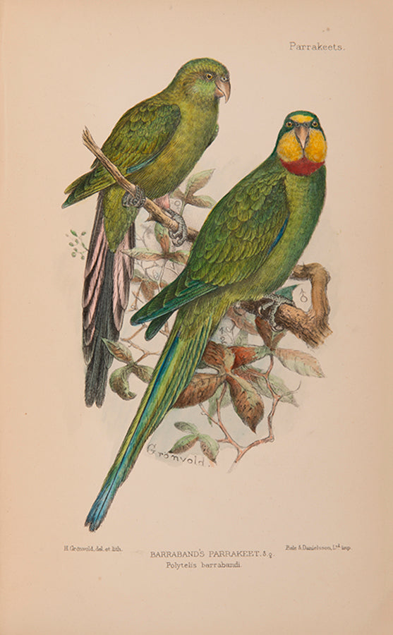 The first edition of Davd Seth-Smith monograph on Parakeets illustrated with 20 colour plates, 19 of which are hand-coloured.