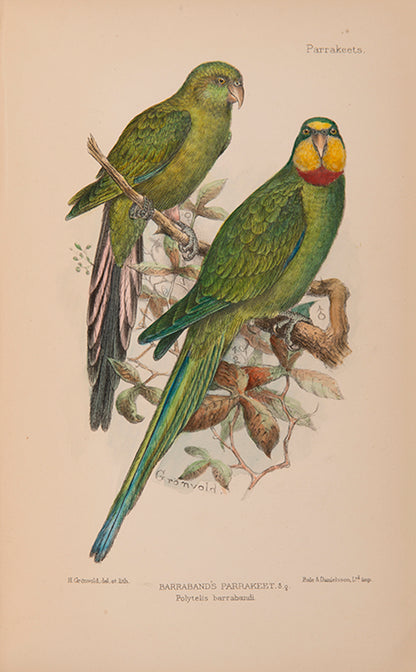 The first edition of Davd Seth-Smith monograph on Parakeets illustrated with 20 colour plates, 19 of which are hand-coloured.