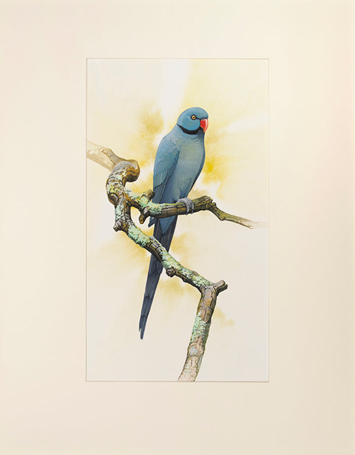 Fine original watercolours by Peter Schouten for Tim Flannery's A Gap in Nature