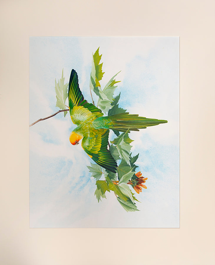 Fine original watercolours by Peter Schouten for Tim Flannery's A Gap in Nature